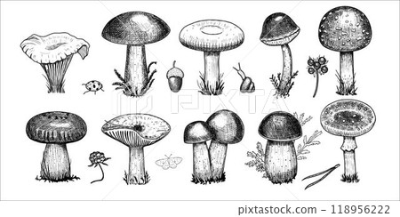 Set with mushrooms. Hand drawn vector illustration Set with mushrooms. Hand drawn vector illustration 118956222