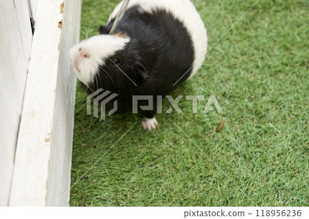 Guinea pigs of the English Hills of Awaji Island Guinea pigs of the English Hills of Awaji Island 118956236