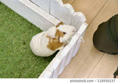 Guinea pigs of the English Hills of Awaji Island Guinea pigs of the English Hills of Awaji Island 118956237