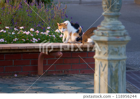 A cat waiting for prey on a chair in the park [Toyo Park] 118956244