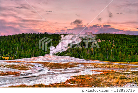 Old Faithful Geyser eruption at sunset in Yellowstone National Park. UNESCO world heritage in Wyoming, United States 118956739