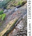fallen leaves floating on the river 118956749