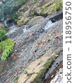 fallen leaves floating on the river 118956750