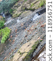 fallen leaves floating on the river 118956751
