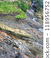 fallen leaves floating on the river 118956752