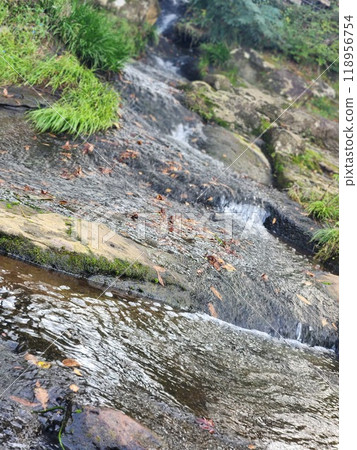 落葉飄浮在河面上 落葉飄浮在河面上 118956754