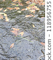 fallen leaves floating on the river 118956755
