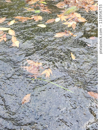 落葉飄浮在河面上 118956755