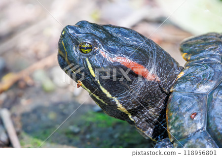 Walking red-eared slider (Pondidae) Bunkyo-ku, Tokyo - 2024 Walking red-eared slider (Pondidae) Bunkyo-ku, Tokyo - 2024 118956801