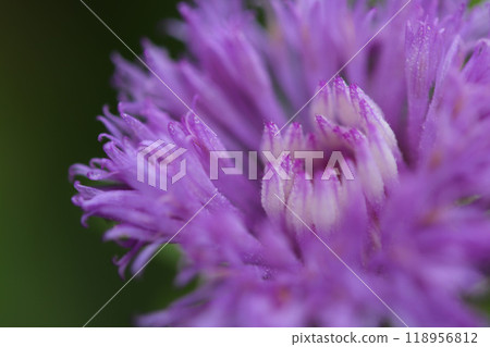 Thistle 118956812