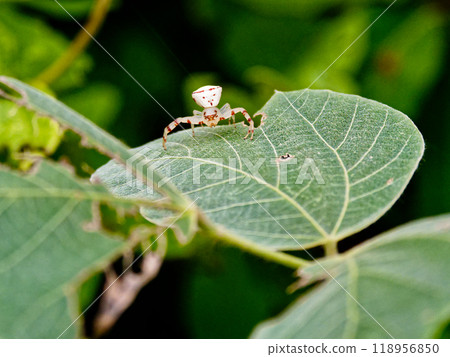 Azuchi spider hunting on kudzu leaves Azuchi spider hunting on kudzu leaves 118956850