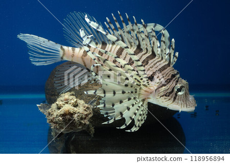 獅子魚、石魚、岩魚、獅子魚、石魚、毒魚、虎魚、妖虎魚、自由軟鰩 118956894