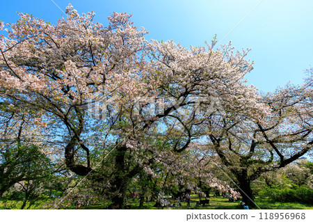 東京文京區城市公園盛開的美麗染井吉野 — 2024 年 東京文京區城市公園盛開的美麗染井吉野 — 2024 年 118956968