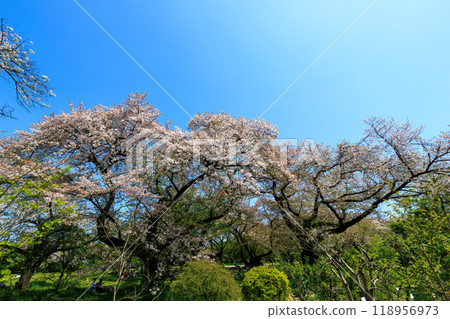 東京文京區城市公園盛開的美麗染井吉野 — 2024 年 東京文京區城市公園盛開的美麗染井吉野 — 2024 年 118956973