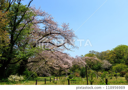 Beautiful Somei-Yoshino cherry blossoms (cherry blossoms) in full bloom in a city park, Bunkyo-ku, Tokyo - 2024 Beautiful Somei-Yoshino cherry blossoms (cherry blossoms) in full bloom in a city park, Bunkyo-ku, Tokyo - 2024 118956989
