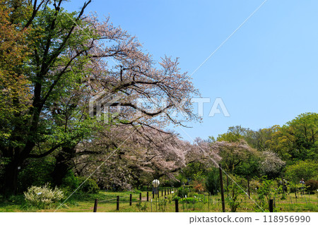 Beautiful Somei-Yoshino cherry blossoms (cherry blossoms) in full bloom in a city park, Bunkyo-ku, Tokyo - 2024 118956990