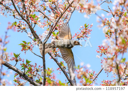 美麗的鵯(Lulbulidae)在美麗的吉野櫻花樹間飛翔,從東京文京區的花朵中吸取花蜜 - 2024 美麗的鵯(Lulbulidae)在美麗的吉野櫻花樹間飛翔,從東京文京區的花朵中吸取花蜜 - 2024 118957197