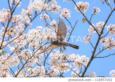 美麗的鵯（Lulbulidae）在美麗的吉野櫻花樹間飛翔，從東京文京區的花朵中吸取花蜜 - 2024 118957202