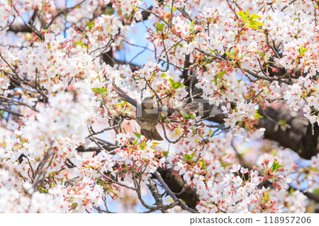 A beautiful brown-eared bulbul (Pycnonotidae) flying around among beautiful Somei-yoshino cherry trees and sucking nectar from the flowers. Bunkyo-ku, Tokyo - 2024 118957206