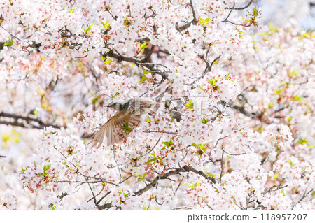 美麗的鵯(Lulbulidae)在美麗的吉野櫻花樹間飛翔,從東京文京區的花朵中吸取花蜜 - 2024 美麗的鵯(Lulbulidae)在美麗的吉野櫻花樹間飛翔,從東京文京區的花朵中吸取花蜜 - 2024 118957207
