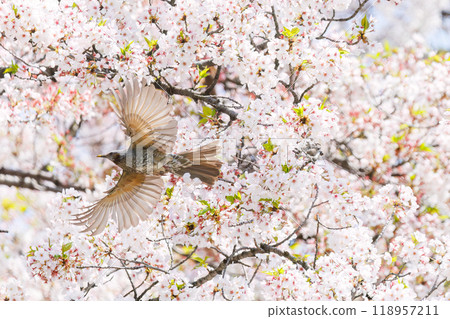 A beautiful brown-eared bulbul (Pycnonotidae) flying around among beautiful Somei-yoshino cherry trees and sucking nectar from the flowers. Bunkyo-ku, Tokyo - 2024 118957211