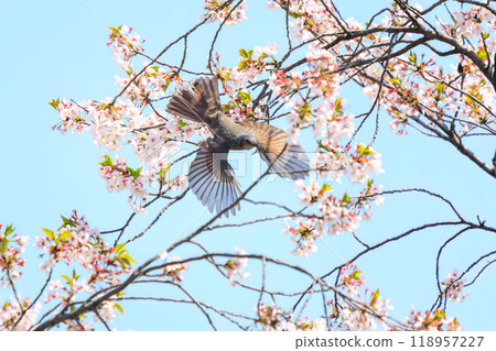 A beautiful brown-eared bulbul (Pycnonotidae) flying around among beautiful Somei-yoshino cherry trees and sucking nectar from the flowers. Bunkyo-ku, Tokyo - 2024 118957227