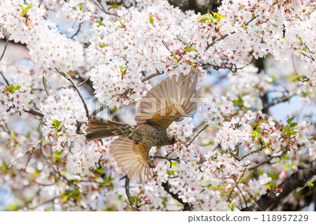 美麗的鵯(Lulbulidae)在美麗的吉野櫻花樹間飛翔,從東京文京區的花朵中吸取花蜜 - 2024 美麗的鵯(Lulbulidae)在美麗的吉野櫻花樹間飛翔,從東京文京區的花朵中吸取花蜜 - 2024 118957229