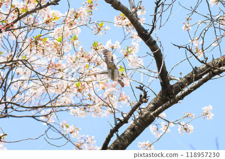 美麗的鵯(Lulbulidae)在美麗的吉野櫻花樹間飛翔,從東京文京區的花朵中吸取花蜜 - 2024 美麗的鵯(Lulbulidae)在美麗的吉野櫻花樹間飛翔,從東京文京區的花朵中吸取花蜜 - 2024 118957230