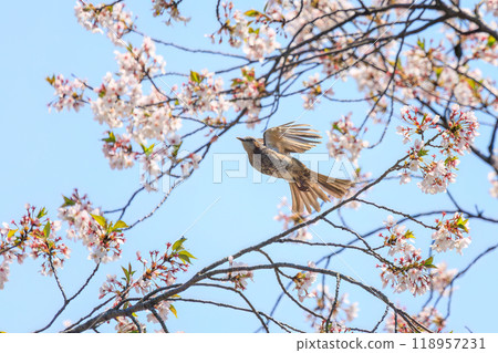 A beautiful brown-eared bulbul (Pycnonotidae) flying around among beautiful Somei-yoshino cherry trees and sucking nectar from the flowers. Bunkyo-ku, Tokyo - 2024 118957231