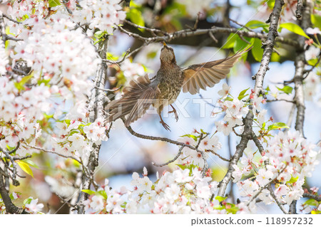 A beautiful brown-eared bulbul (Pycnonotidae) flying around among beautiful Somei-yoshino cherry trees and sucking nectar from the flowers. Bunkyo-ku, Tokyo - 2024 118957232