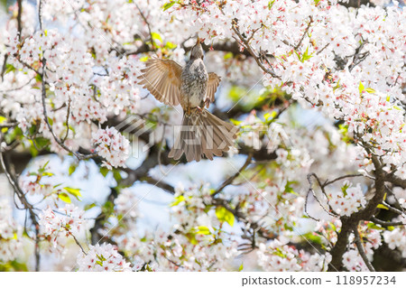 美麗的鵯（Lulbulidae）在美麗的吉野櫻花樹間飛翔，從東京文京區的花朵中吸取花蜜 - 2024 118957234