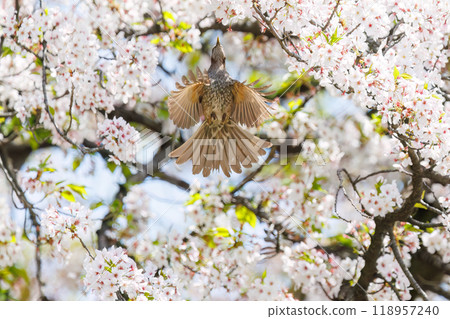 美麗的鵯(Lulbulidae)在美麗的吉野櫻花樹間飛翔,從東京文京區的花朵中吸取花蜜 - 2024 美麗的鵯(Lulbulidae)在美麗的吉野櫻花樹間飛翔,從東京文京區的花朵中吸取花蜜 - 2024 118957240