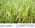 Rice panicle of rice field 118957248