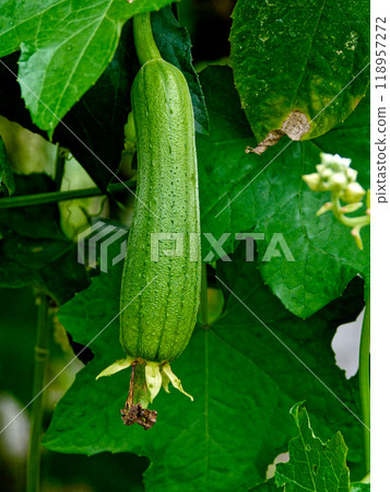 Cucurbitaceae loofah fruit 118957272
