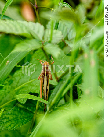 Ground locust resting on a stem 118958190