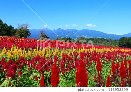 Autumn scenery of cockscomb fields and the Nasu mountain range (Nasu Flower World) Autumn scenery of cockscomb fields and the Nasu mountain range (Nasu Flower World) 118958299