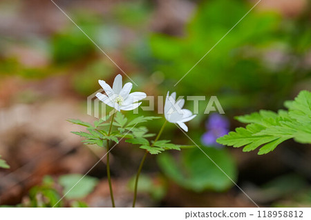 Chrysanthemums 118958812