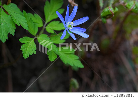 海葵pseudoaltaica 118958813