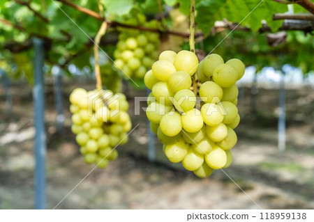 Ripe Shine Muscat Grape Picking Sendai City, Miyagi Prefecture Ripe Shine Muscat Grape Picking Sendai City, Miyagi Prefecture 118959138