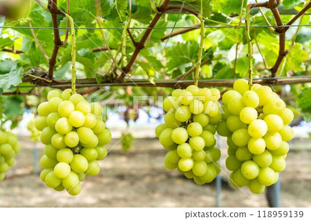 Ripe Shine Muscat Grape Picking Sendai City, Miyagi Prefecture 118959139