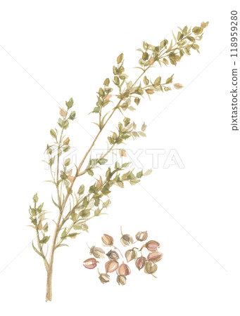 河原艾草花和整個畫水彩 118959280