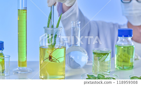 An aloe plant in a glass jar with a solution is dropped and observed by a scientist in a modern laboratory environment, as seen in an photo, surrounded by aloe components and experimental tools. An aloe plant in a glass jar with a solution is dropped and observed by a scientist in a modern laboratory environment, as seen in an photo, surrounded by aloe components and experimental tools. 118959308
