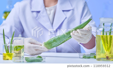 Surrounded by clear flasks, beakers, and petri dishes with aloe and different liquids, the scientist lovingly touches and attentively examines the aloe plant. Photo example of a modern aloe laboratory 118959312