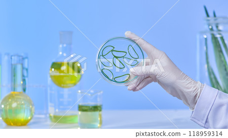 In this image, a scientist is seen carefully examining and raising a transparent glass bottle containing the materials for aloe vera fertilizer in a modern laboratory. 118959314