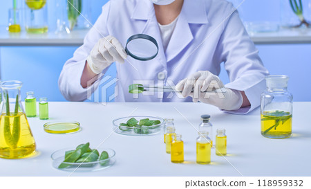 Bottles of aloe extract and chemicals are arranged on the table and behind the shelf in the lab shot, which shows scientists picking up aloe and attentively examining it with a magnifying glass. Bottles of aloe extract and chemicals are arranged on the table and behind the shelf in the lab shot, which shows scientists picking up aloe and attentively examining it with a magnifying glass. 118959332