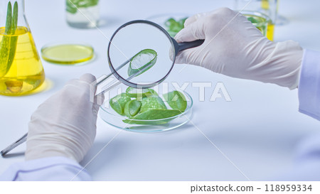 An instance photo of an aloe vera experiment in a contemporary lab with glassware and aloe vera components shows scientists examining aloe vera pieces in a petri dish with a magnifying glass. An instance photo of an aloe vera experiment in a contemporary lab with glassware and aloe vera components shows scientists examining aloe vera pieces in a petri dish with a magnifying glass. 118959334