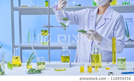 A scientist in a modern lab setting is carefully folding aloe slices from a petri dish into a funnel hanging on a shelf below a solution bottle, surrounded on the table are samples for the experiment. A scientist in a modern lab setting is carefully folding aloe slices from a petri dish into a funnel hanging on a shelf below a solution bottle, surrounded on the table are samples for the experiment. 118959338
