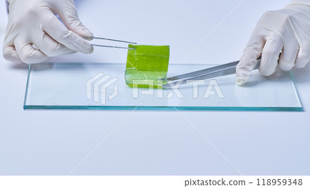 A close-up view of an aloe experiment in a minimalist lab environment shows a scientist carefully peeling off a piece of aloe that has been placed on a glass plate on a white table. 118959348