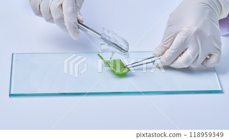A minimalist lab setup for the aloe experiment is shown in this sample picture, which features a close-up of a scientist delicately removing aloe flesh from a notepad and placing it on a glass plate. A minimalist lab setup for the aloe experiment is shown in this sample picture, which features a close-up of a scientist delicately removing aloe flesh from a notepad and placing it on a glass plate. 118959349