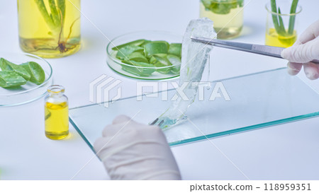 In a lab setting surrounded by aloe samples and extraction flasks, the image with the shot taken from the back shows a scientist meticulously removing clear aloe flesh off a glass slide. In a lab setting surrounded by aloe samples and extraction flasks, the image with the shot taken from the back shows a scientist meticulously removing clear aloe flesh off a glass slide. 118959351